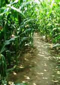 Weg, durch ein sonnendurchflutetes Maisfeld