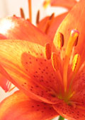 Orangene Bl&uuml;ten