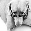 Hund mit Brille