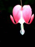 Herzblume