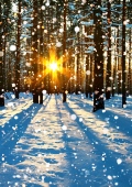 Waldlichtung mit Sonne im Winter