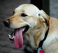 Hund