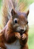 Eichhörnchen beim Fressen einer Nuss