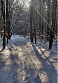 Waldweg im Winter