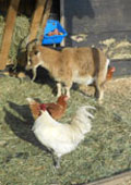 Ziege und Hühner gemeinsam vor einer Futterkrippe