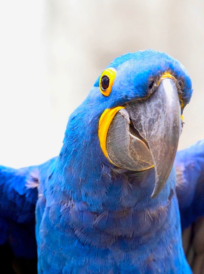 Blauer Papagei guckt lustig ins Bild 