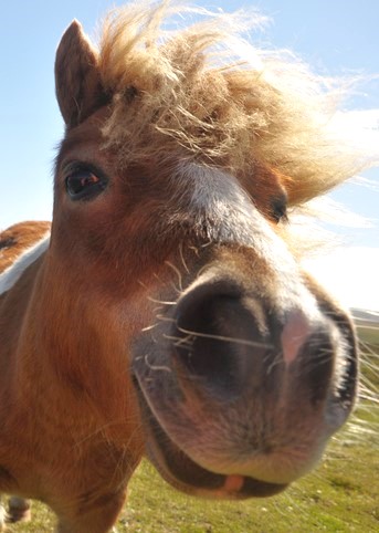 Großaufmahme Ponykopf