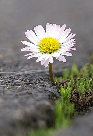 Eine Blume wachsen in einem Riss im Asphalt